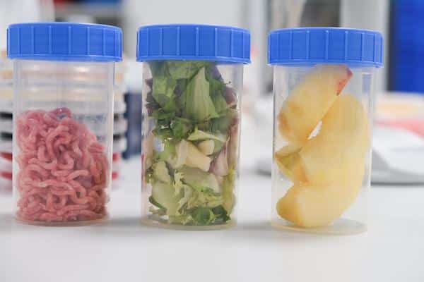 Fleisch, Salat und Apfel Proben in Proben-Containern