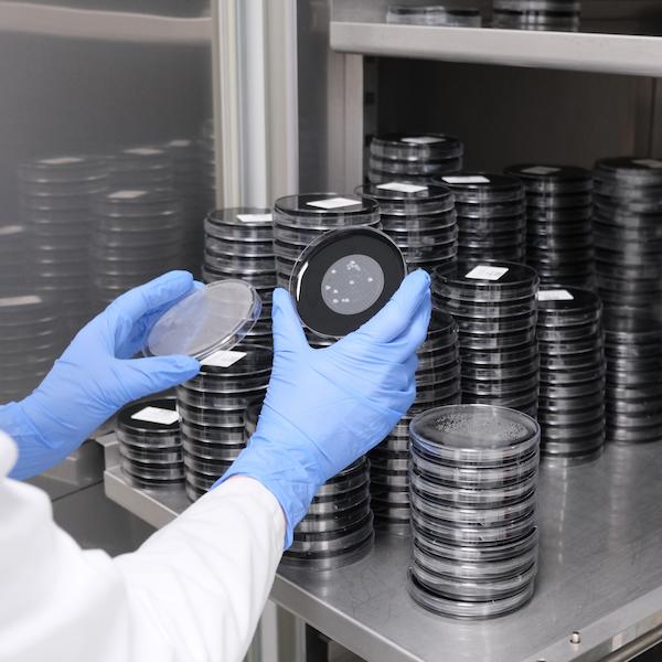 Mitarbeiter in Schutzkleidung analysiert Proben in einer Petrischale